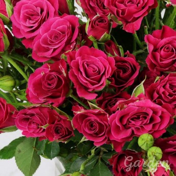 25 малиновых кустовых роз